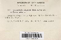 Hymenochaete rubiginosa image