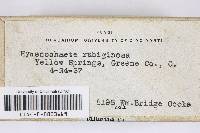 Hymenochaete rubiginosa image