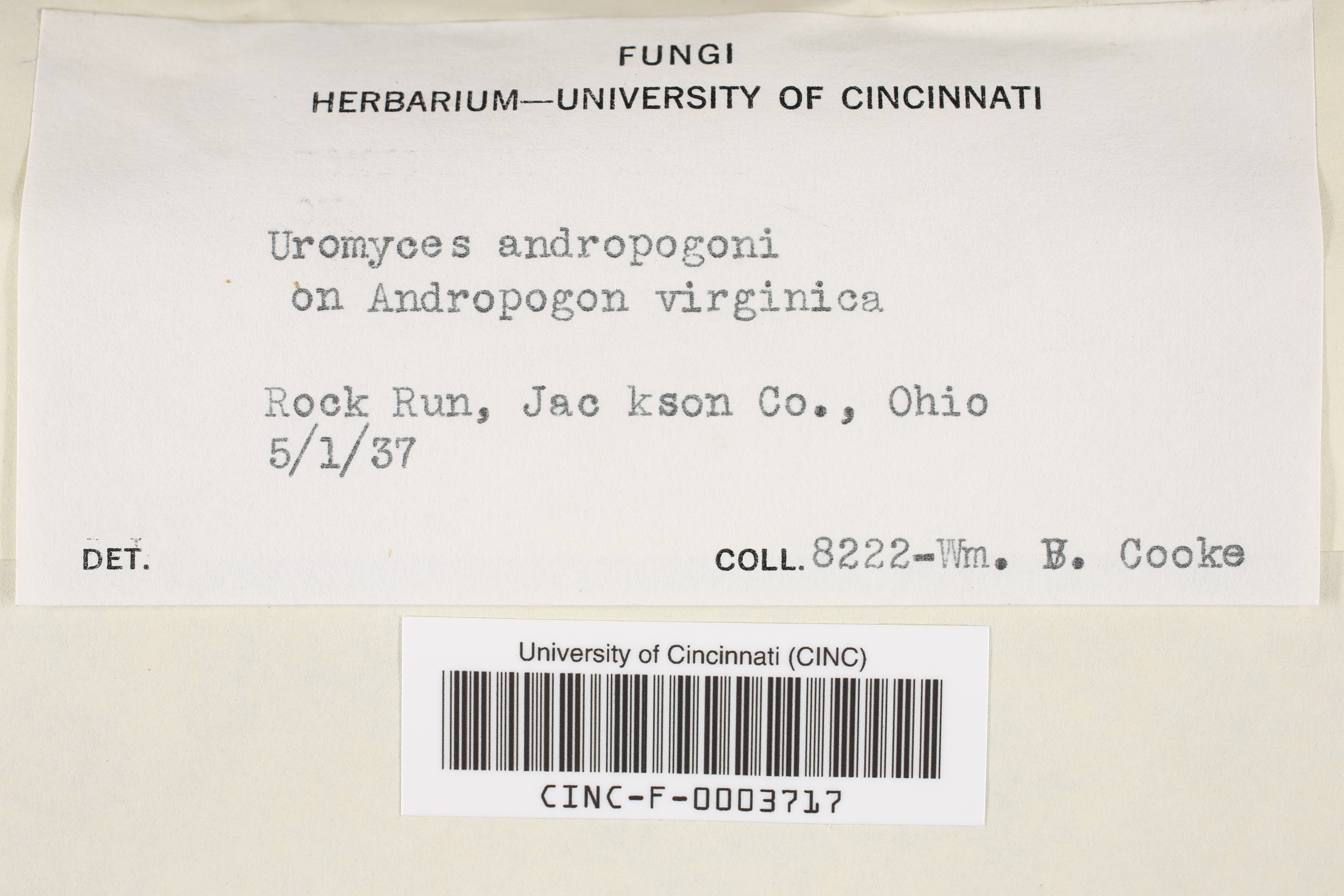 Uromyces andropogonis