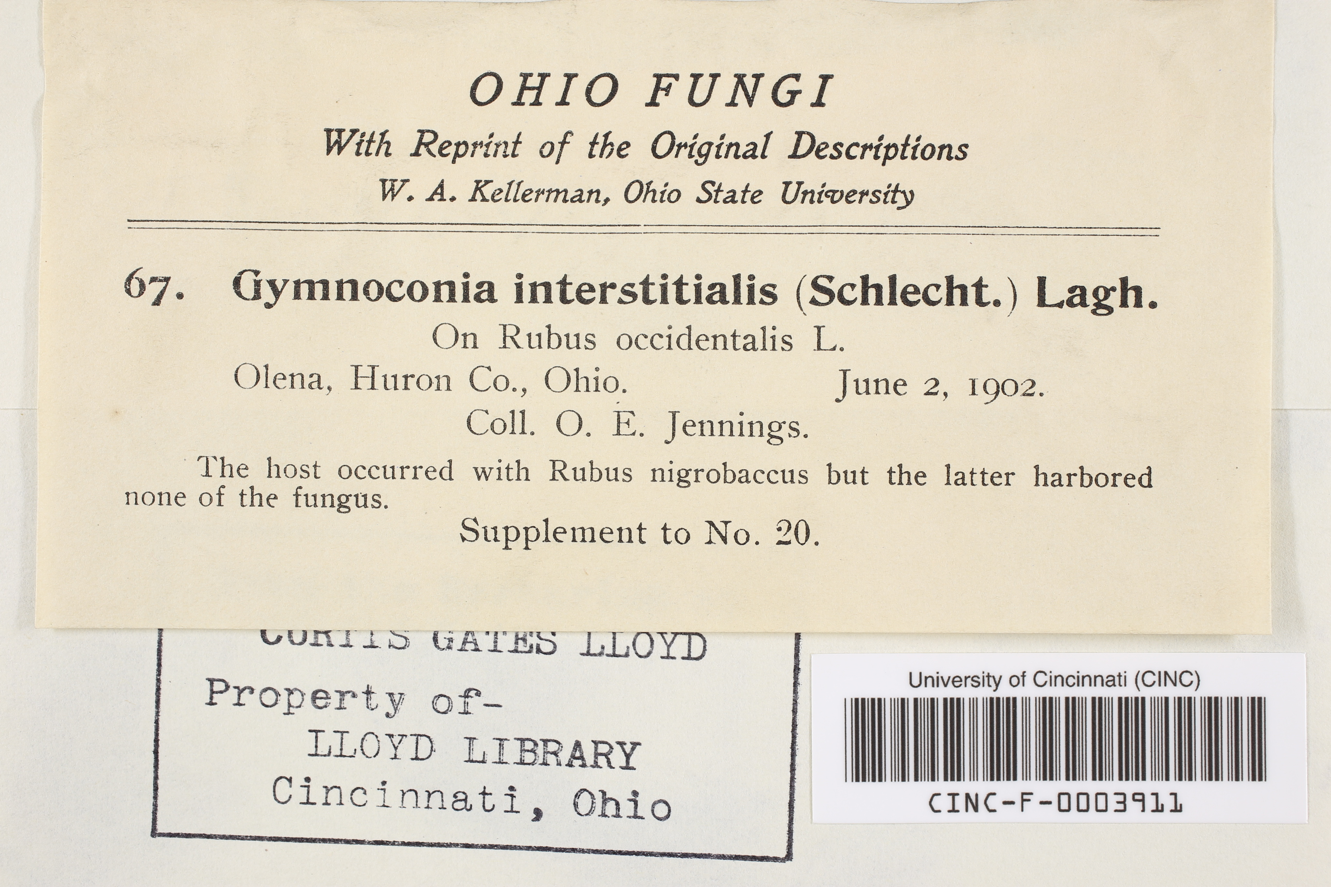Gymnoconia interstitialis thumbnail