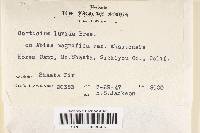 Media resource of Megalocystidium montanum