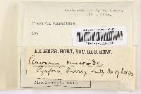 Clavulinopsis corniculata image