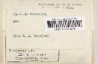 Clavulinopsis corniculata image