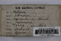 Steccherinum ochraceum image