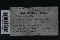 Fomitopsis officinalis image