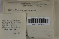 Clavaria zollingeri image