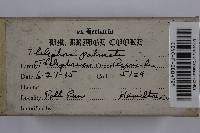 Thelephora palmata image