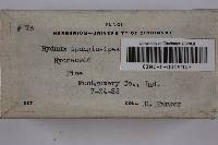 Hydnellum spongiosipes image