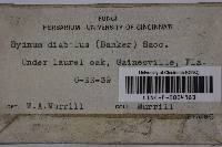 Hydnellum peckii image