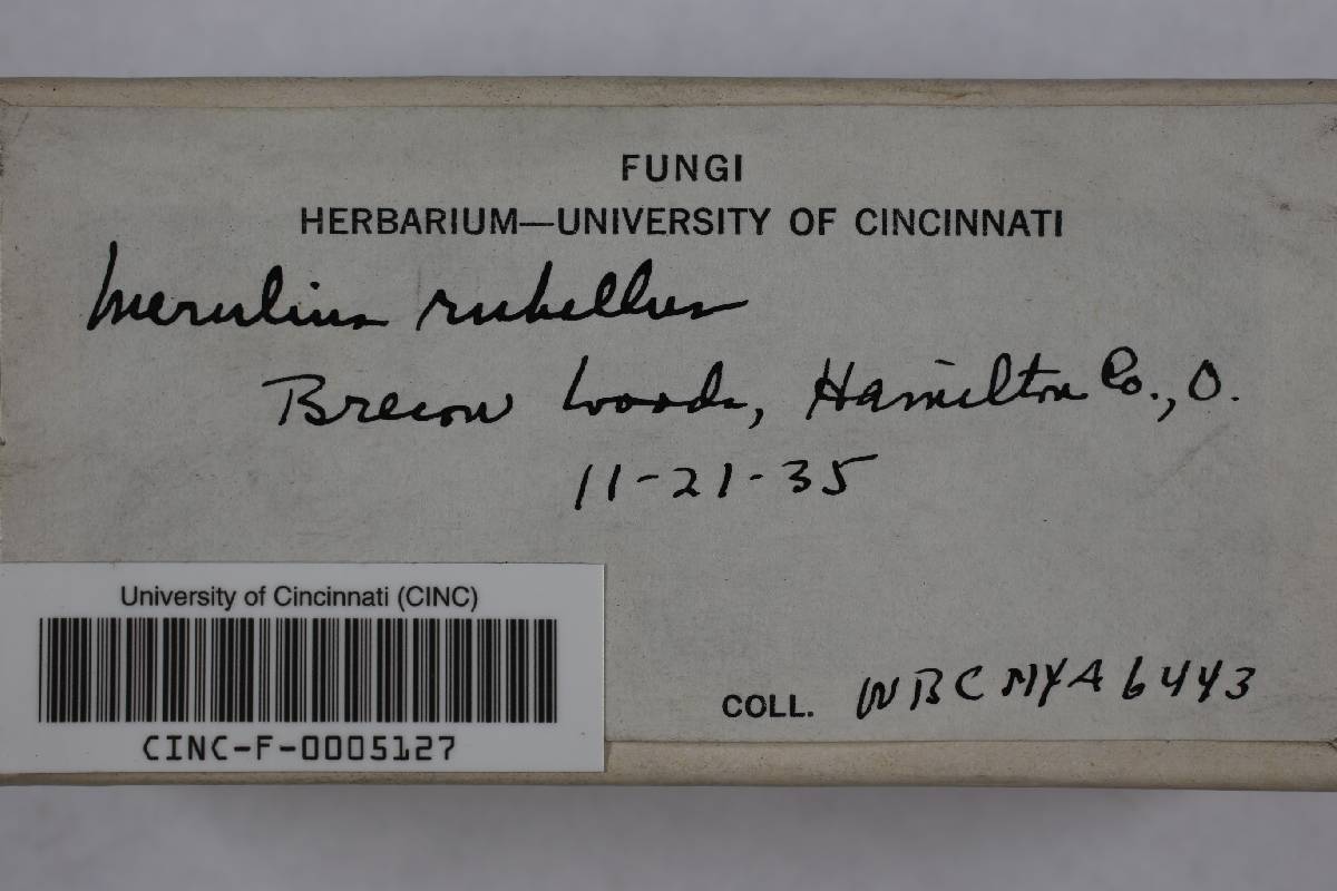 Merulius rubellus image