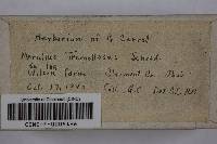 Merulius tremellosus image