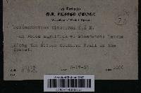 Echinodontium tinctorium image