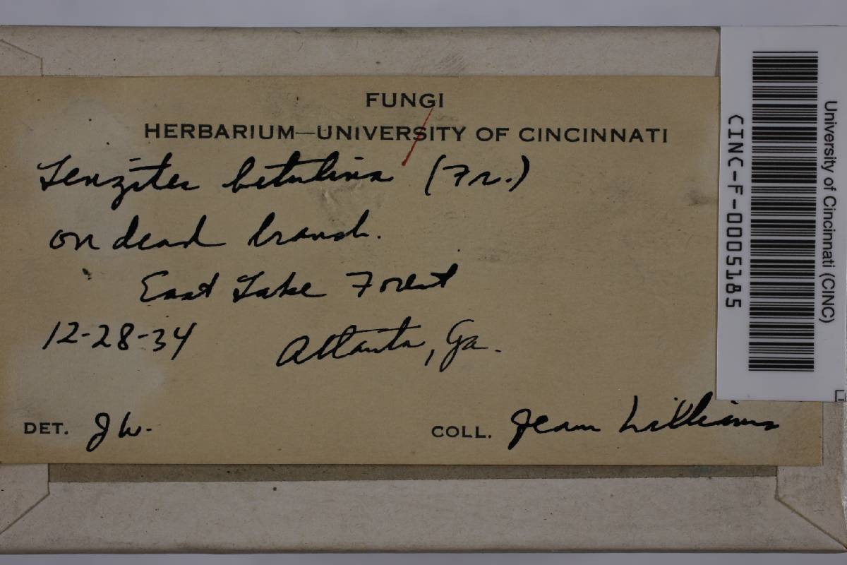 Lenzites betulinus image