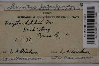 Lenzites betulinus image