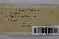 Lenzites betulinus image