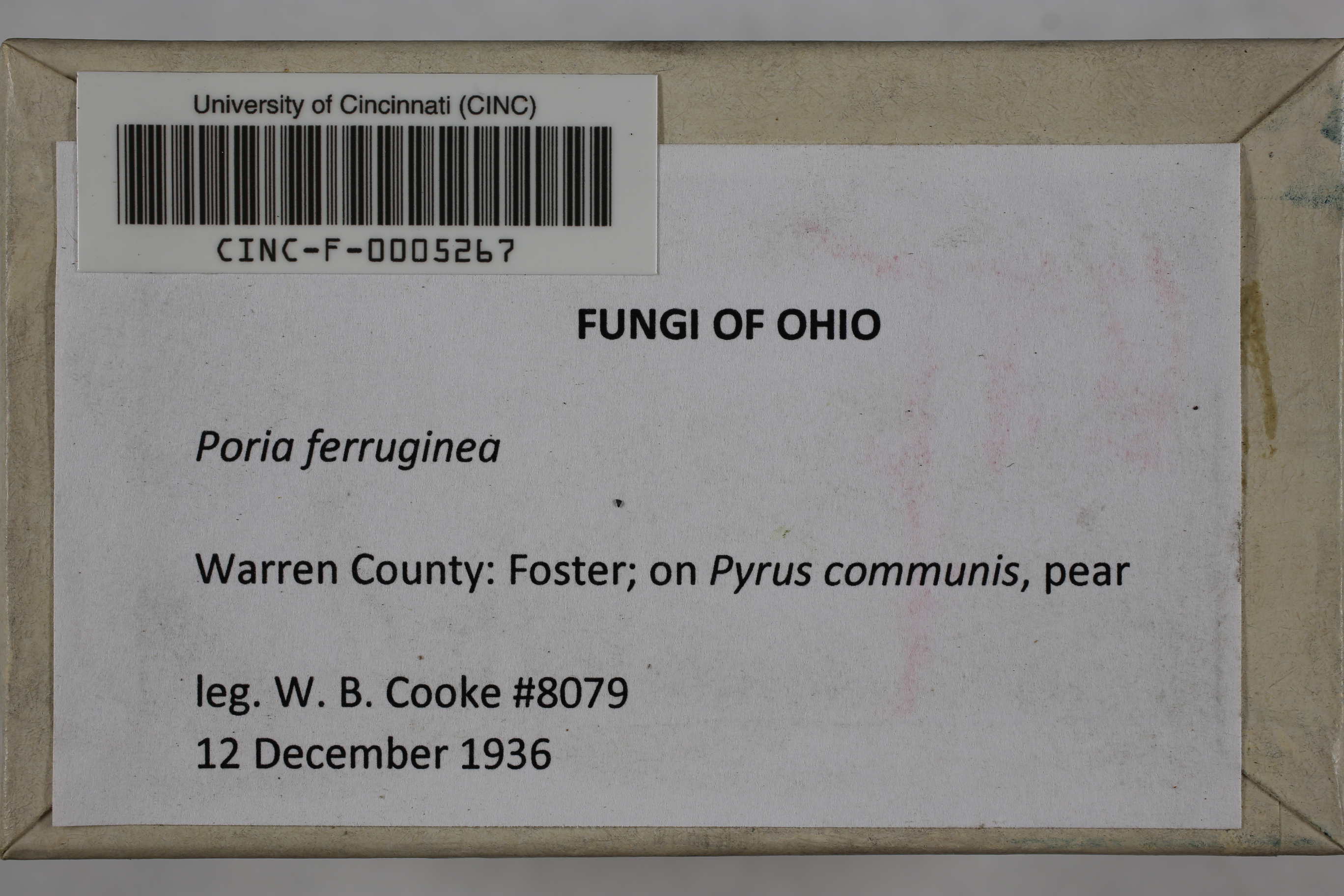 Phellinidium ferrugineofuscum thumbnail