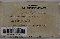 Media resource of Ceriporia bresadolae