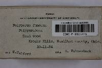 Bjerkandera fumosa image