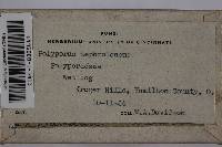 Postia tephroleuca image