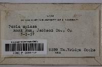 Ceriporia spissa image