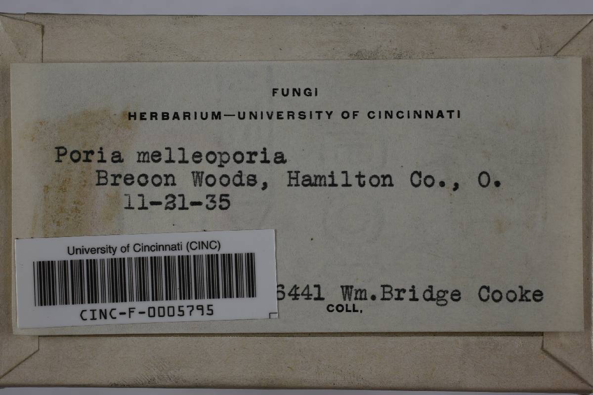 Fulvifomes melleoporus image