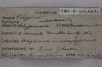 Inonotus cuticularis image