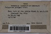 Polyporus picipes image