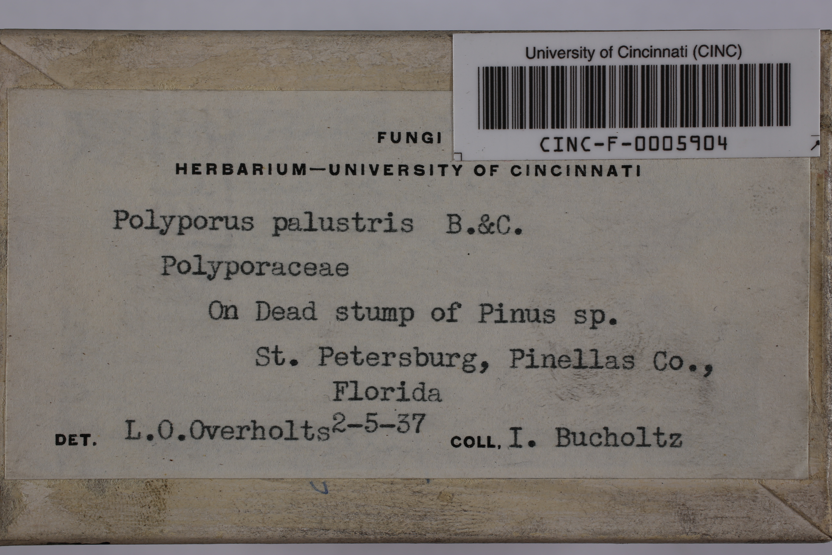 Fomitopsis palustris