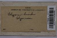 Ganoderma lucidum image