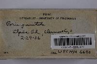 Fomitiporia punctata image