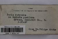 Ceriporia purpurea image