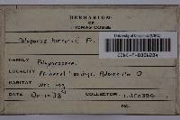 Trametes hirsuta image