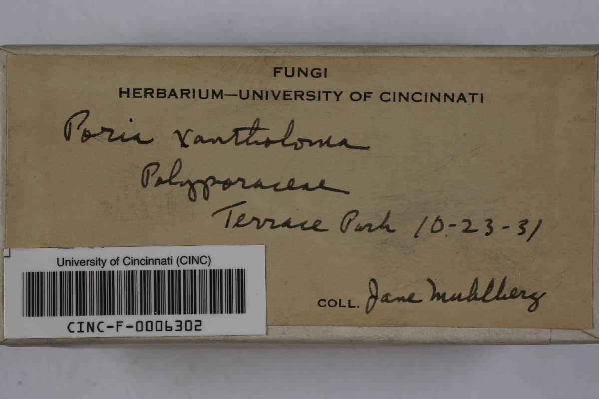 Poria xantholoma image