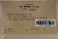 Boletus chrysenteron image