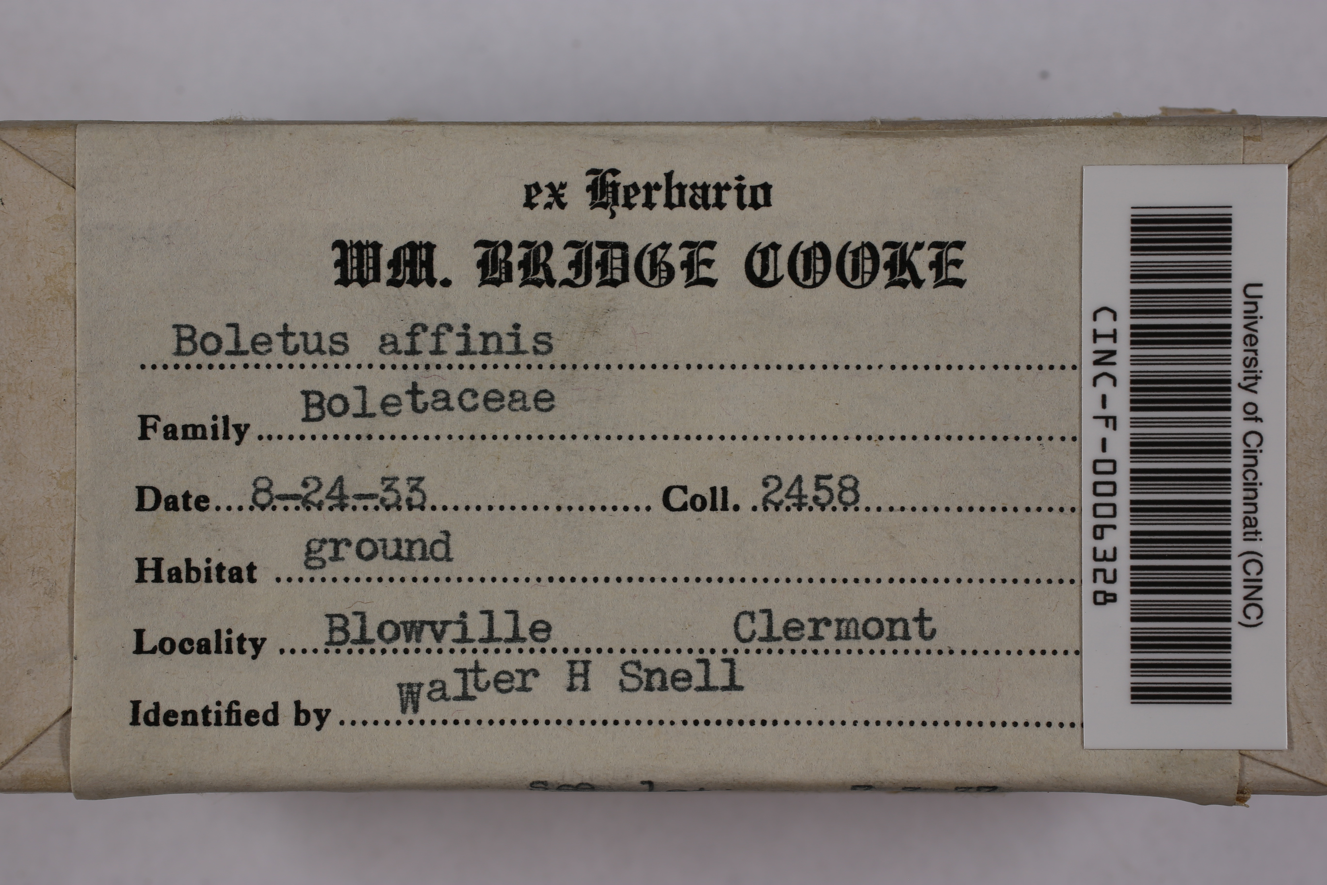 Xanthoconium affine