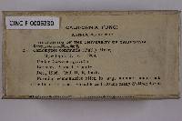 Boletus chrysenteron image