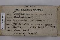 Gymnopus androsaceus image