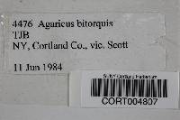 Agaricus bitorquis image