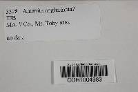 Media resource of Amanita agglutinata