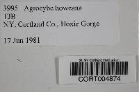 Media resource of Agrocybe howeana