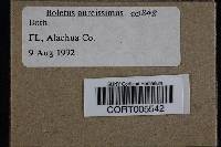 Media resource of Boletus aureissimus