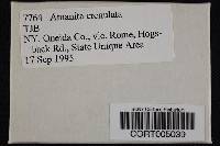 Media resource of Amanita crenulata