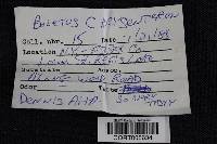 Boletus chrysenteron image