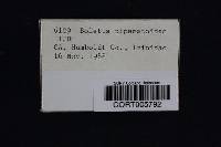 Boletus piperatoides image