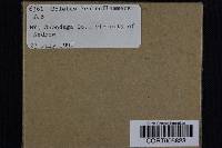 Media resource of Boletus rubroflammeus