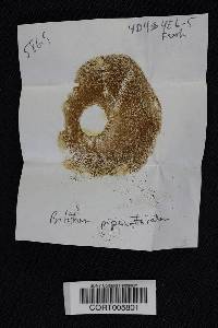 Boletus piperatoides image