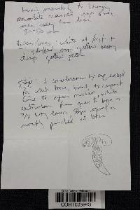 Boletus variipes image
