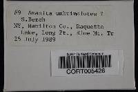 Media resource of Amanita battarrae