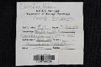 Amanita brunnescens image