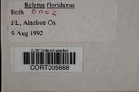 Media resource of Boletus floridanus